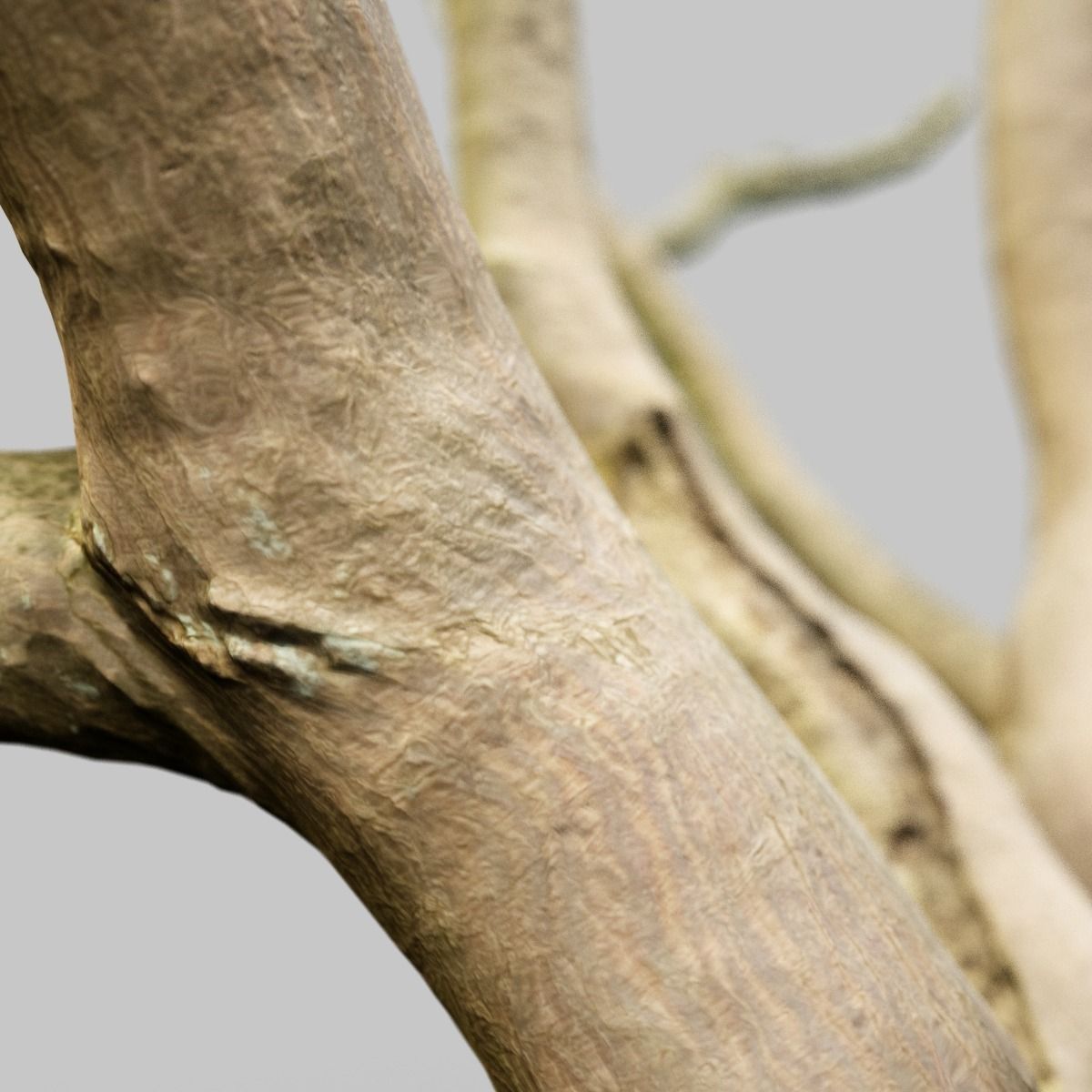 Realistic 3D scanned tree reference Low-poly 3D model_7