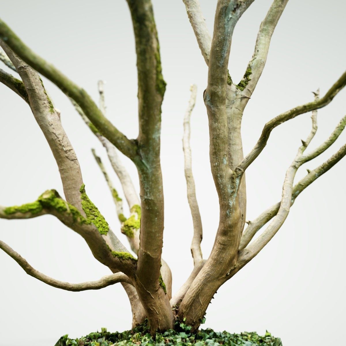 Realistic 3D scanned tree reference Low-poly 3D model_1