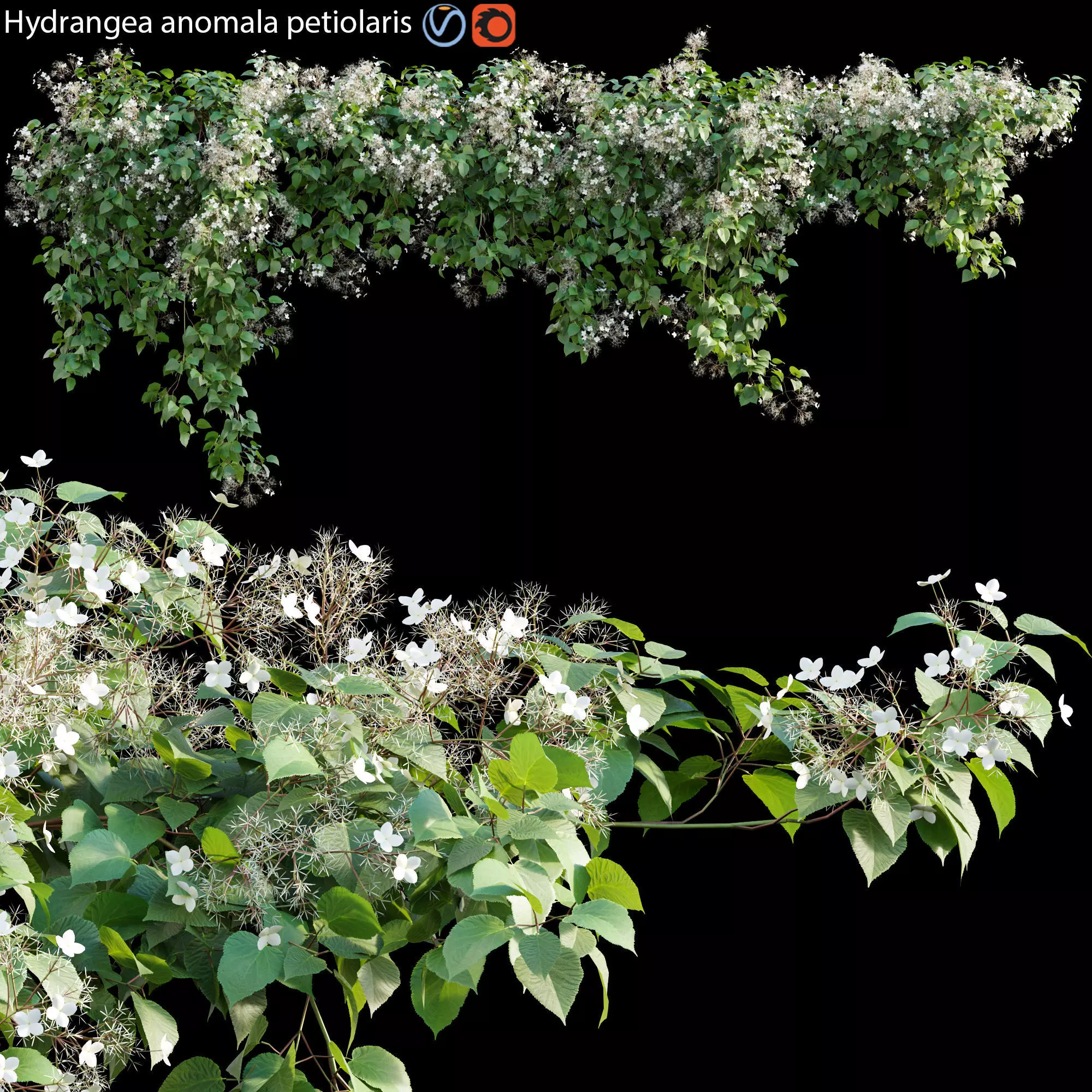 Hydrangea anomala petiolaris - Climbing Hydrangea 01 3D model