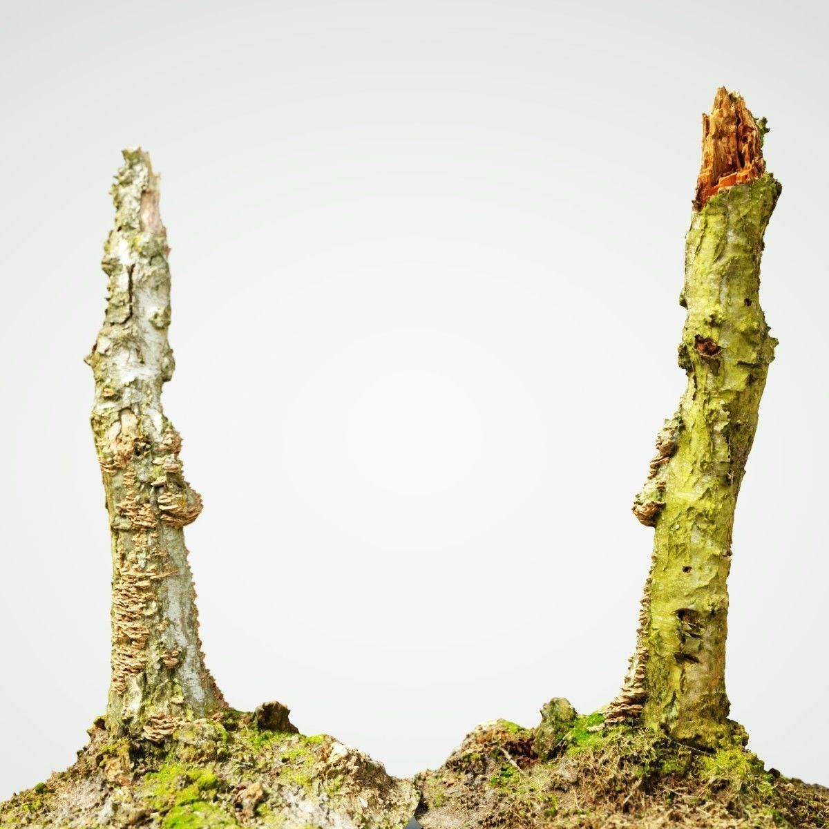 White Tree Stump Broken Low-poly 3D model_1