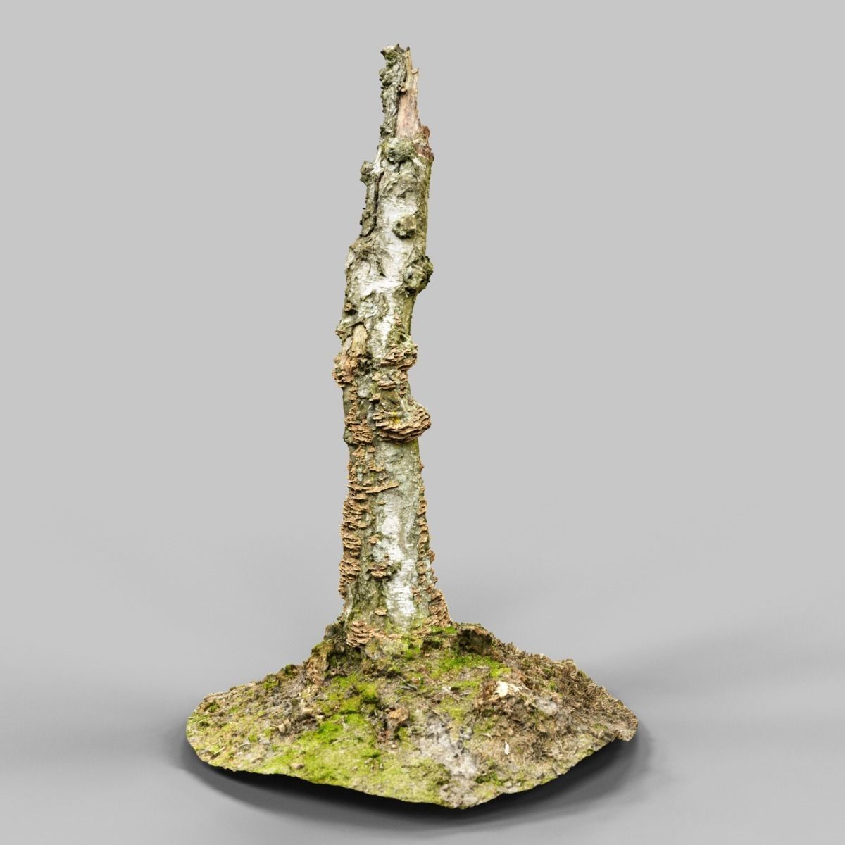 White Tree Stump Broken Low-poly 3D model_7