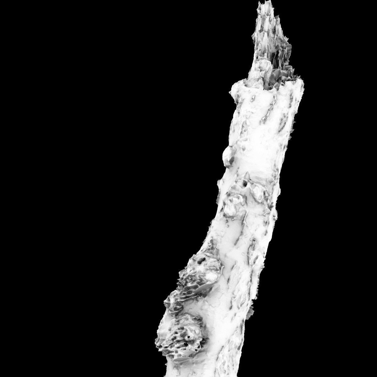 White Tree Stump Broken Low-poly 3D model_5