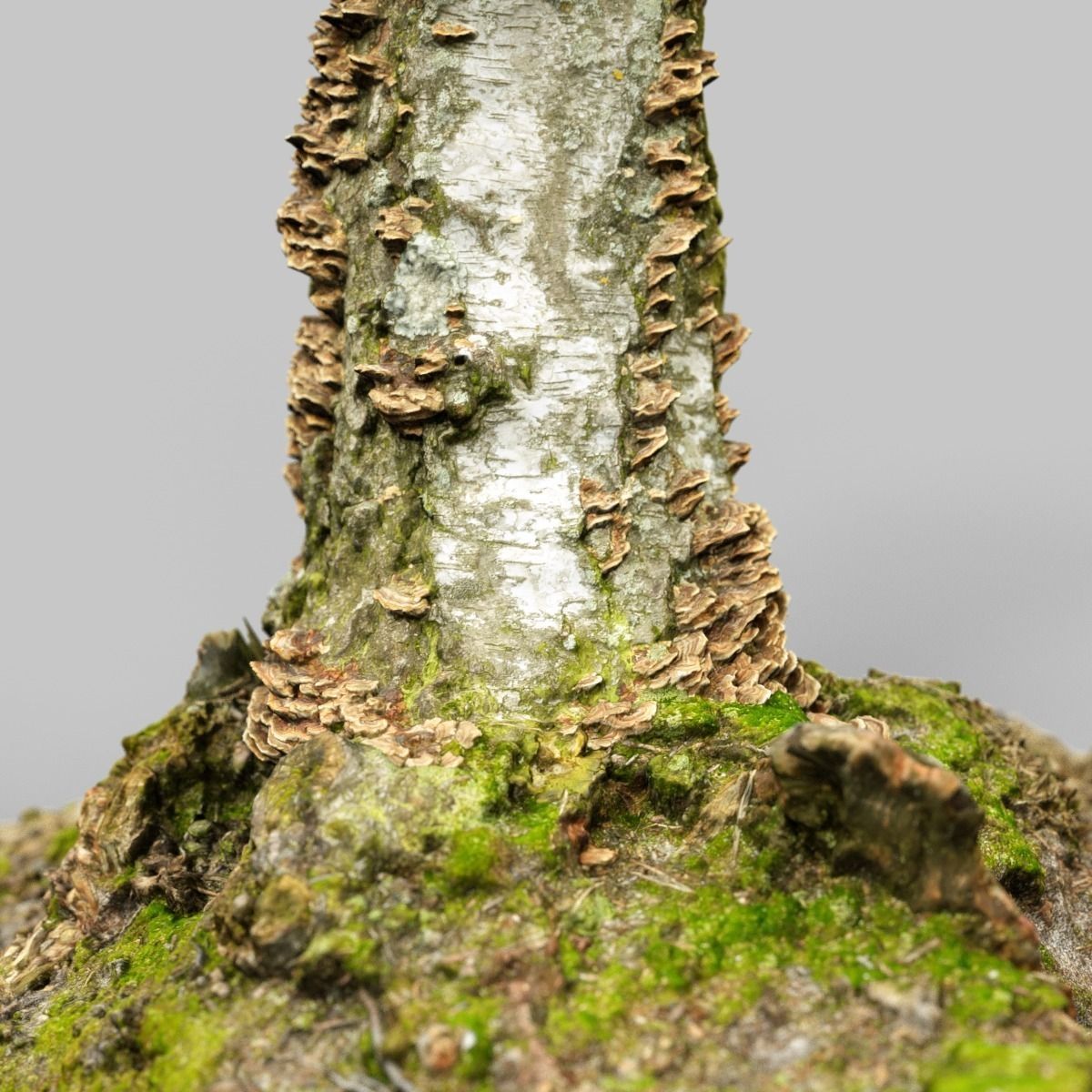 White Tree Stump Broken Low-poly 3D model_6