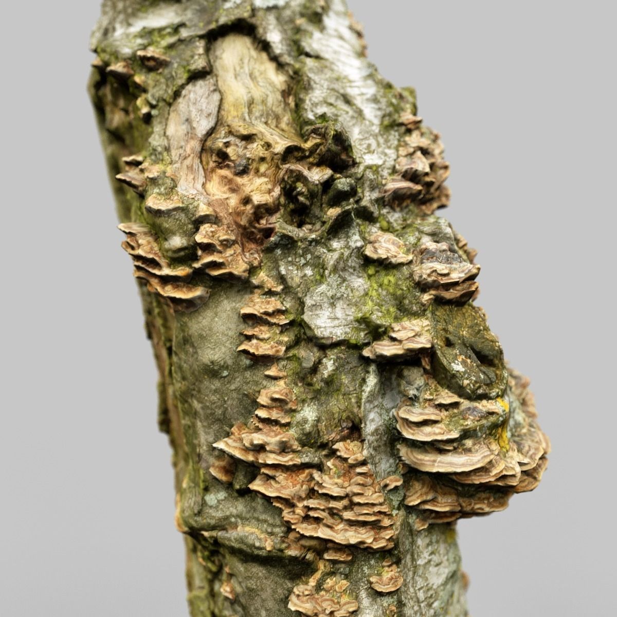 White Tree Stump Broken Low-poly 3D model_9