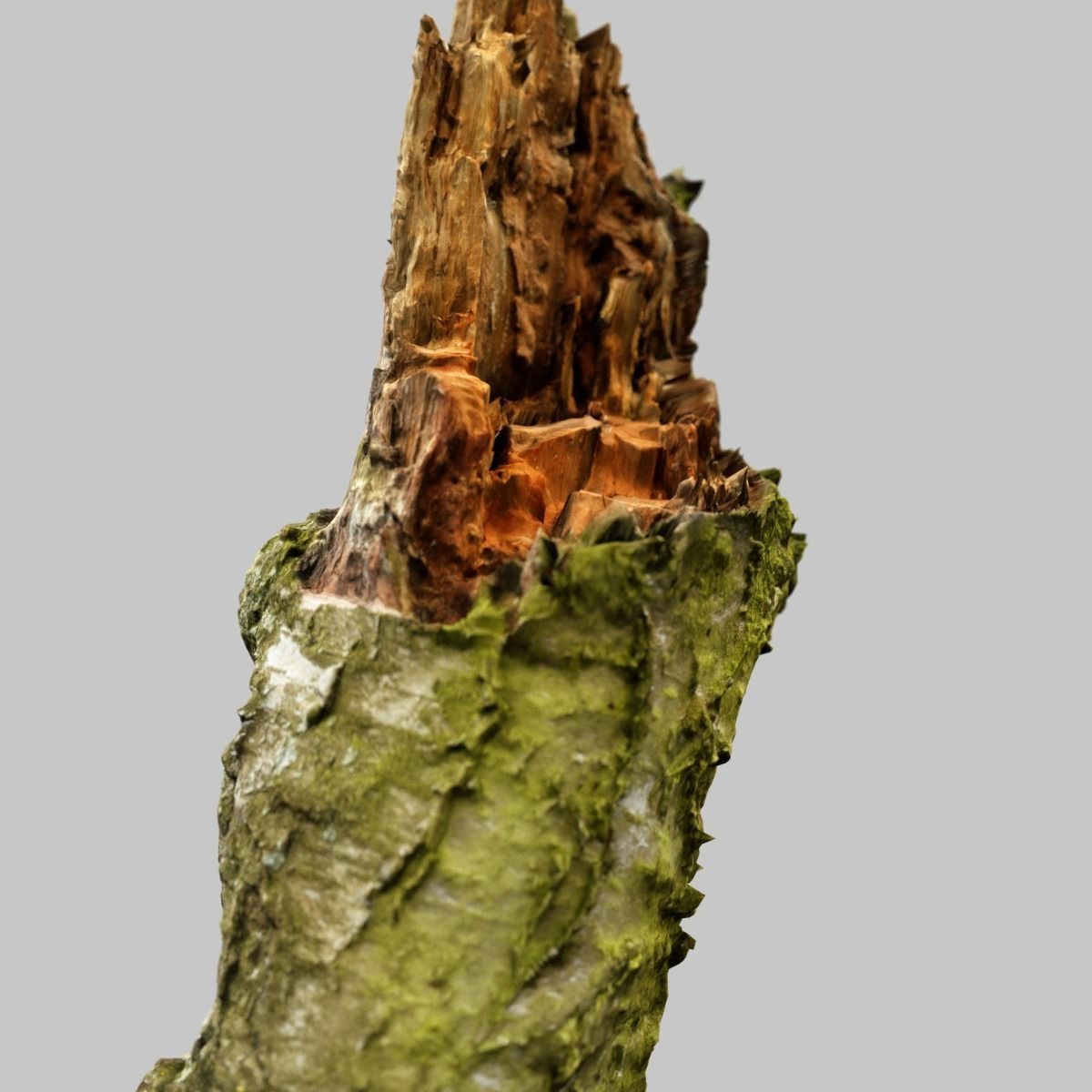 White Tree Stump Broken Low-poly 3D model_11
