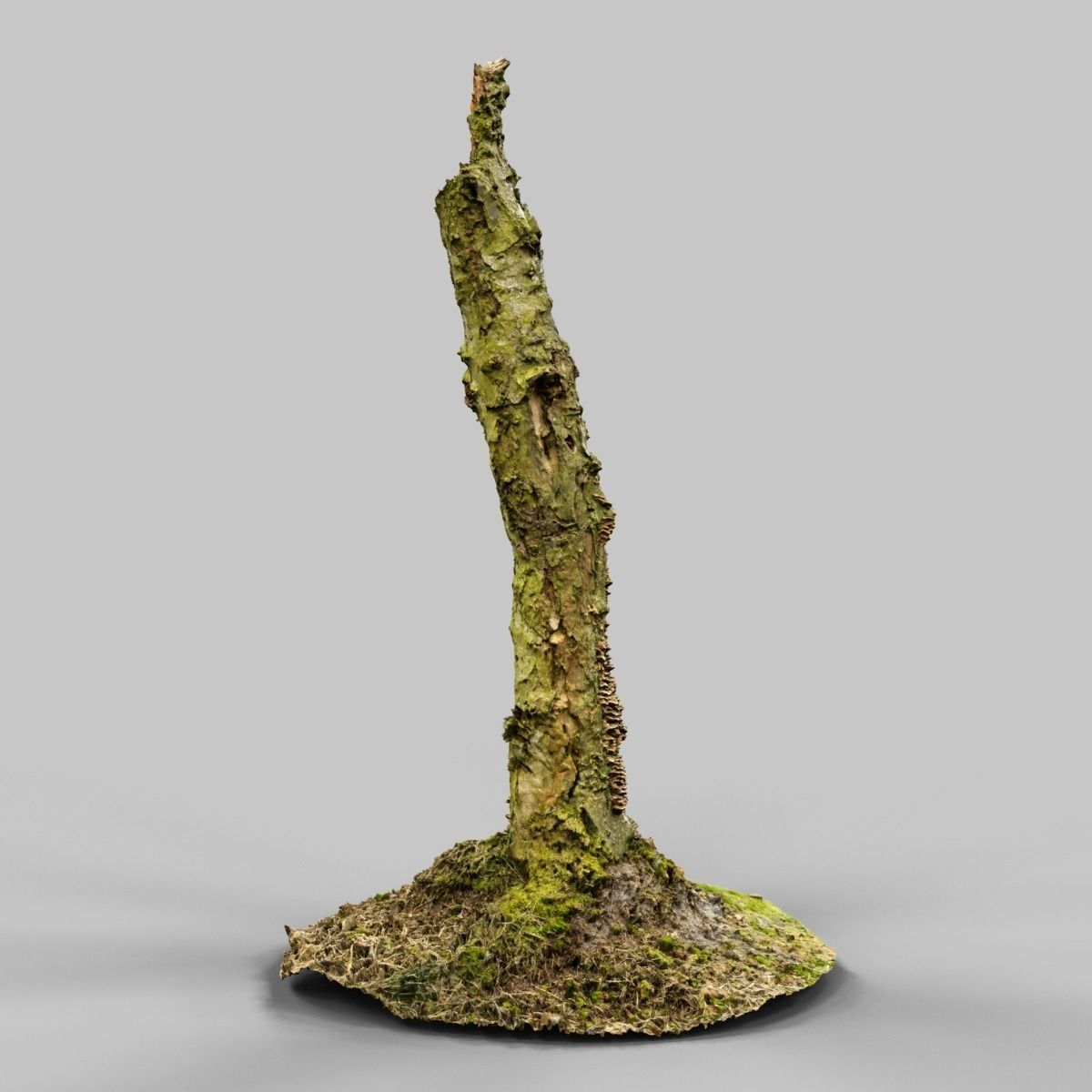 White Tree Stump Broken Low-poly 3D model_12