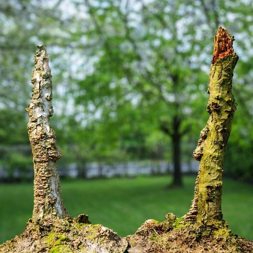 White Tree Stump Broken Low-poly 3D model