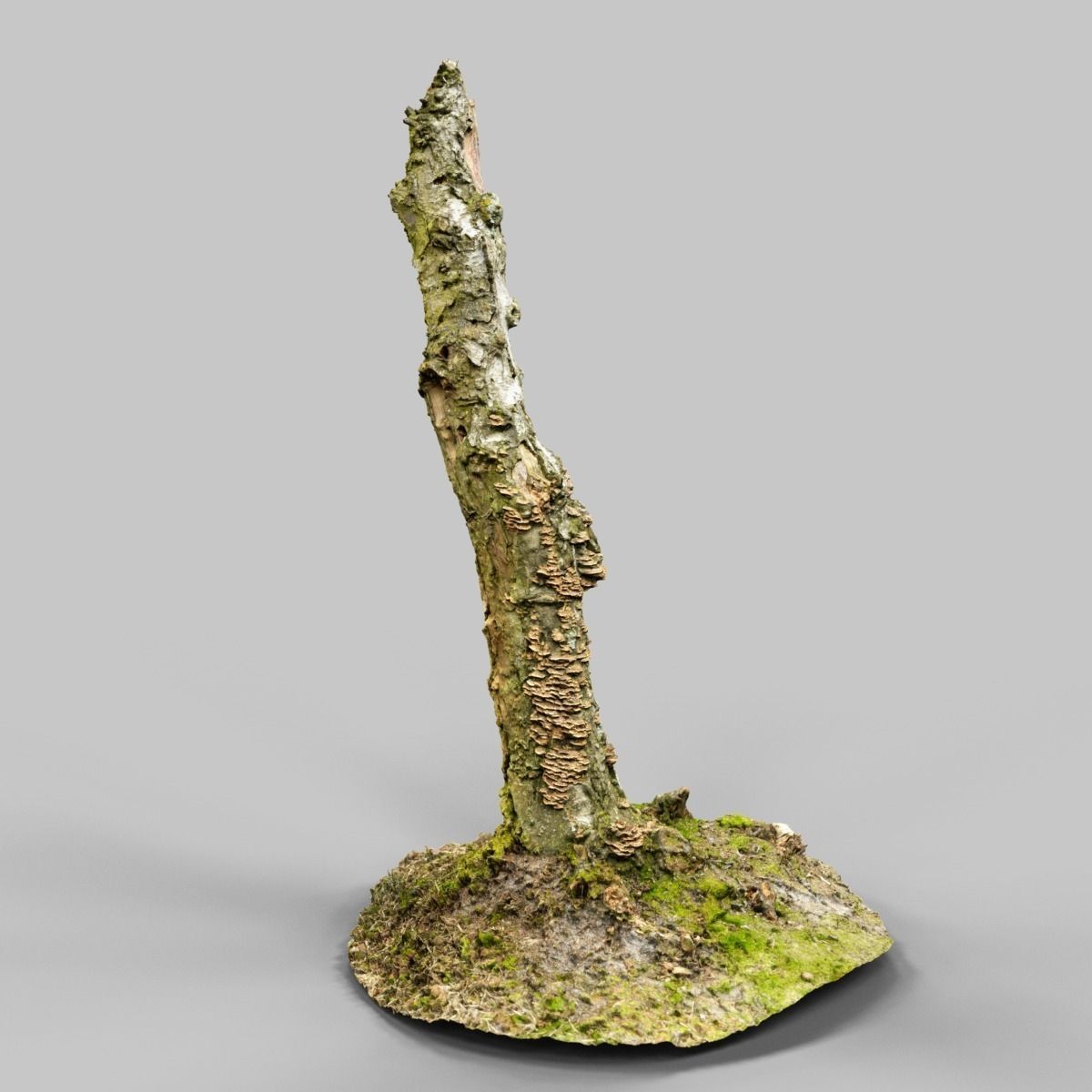 White Tree Stump Broken Low-poly 3D model_13