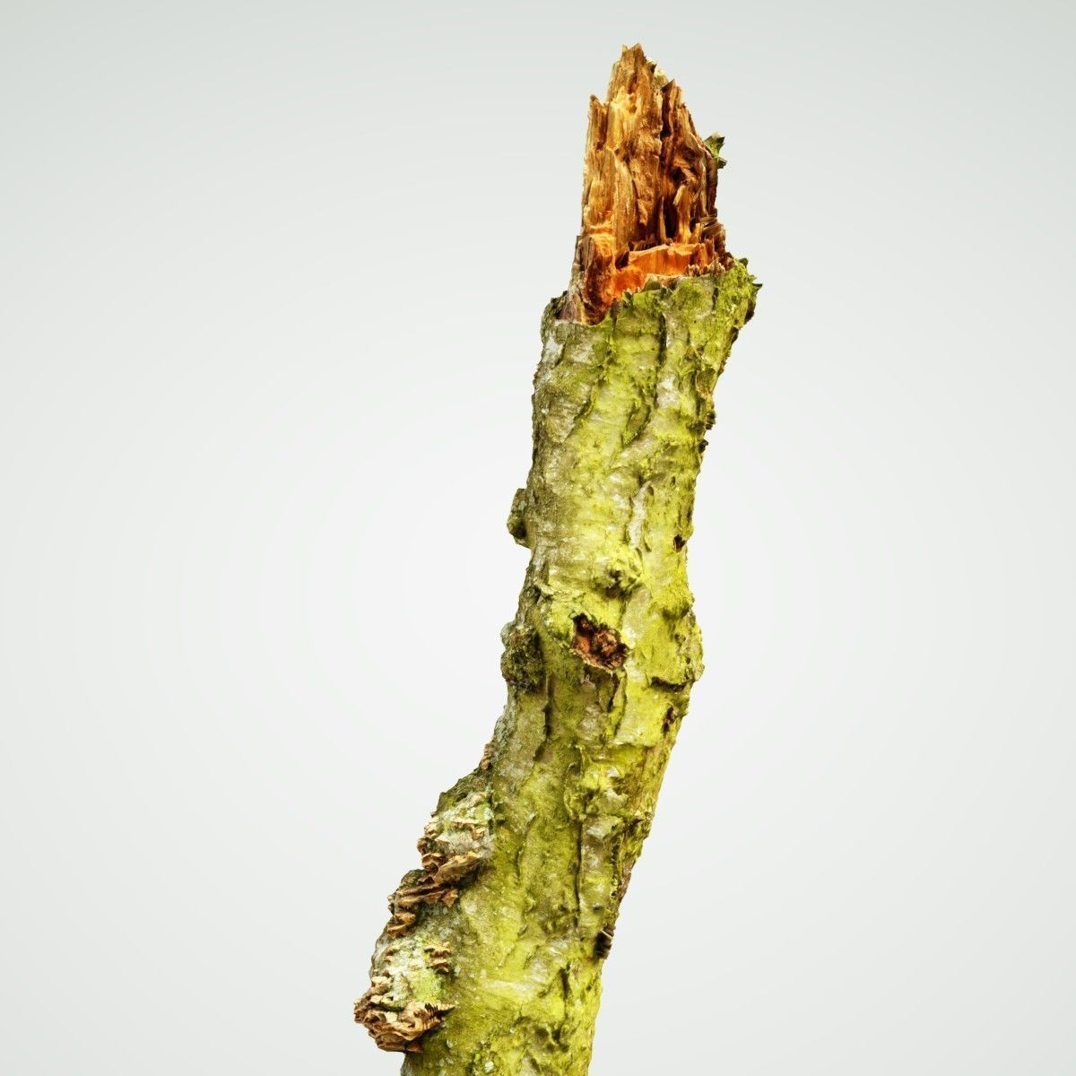 White Tree Stump Broken Low-poly 3D model_3