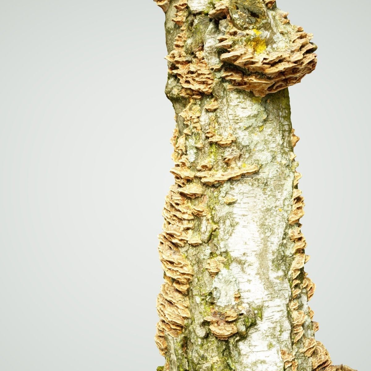 White Tree Stump Broken Low-poly 3D model_4