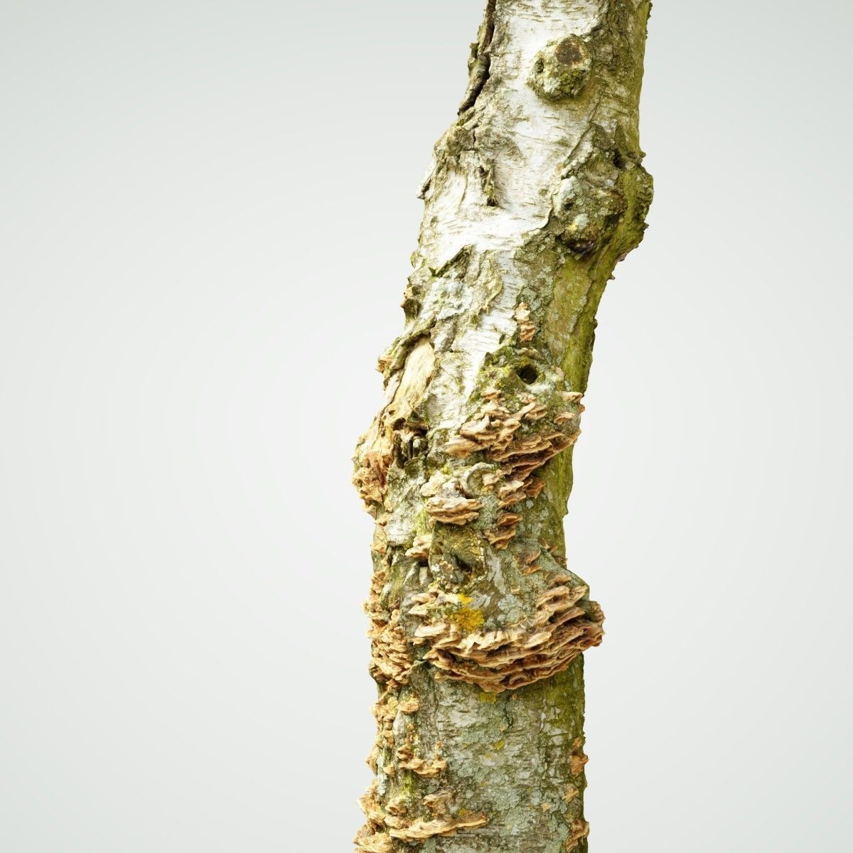 White Tree Stump Broken Low-poly 3D model_2