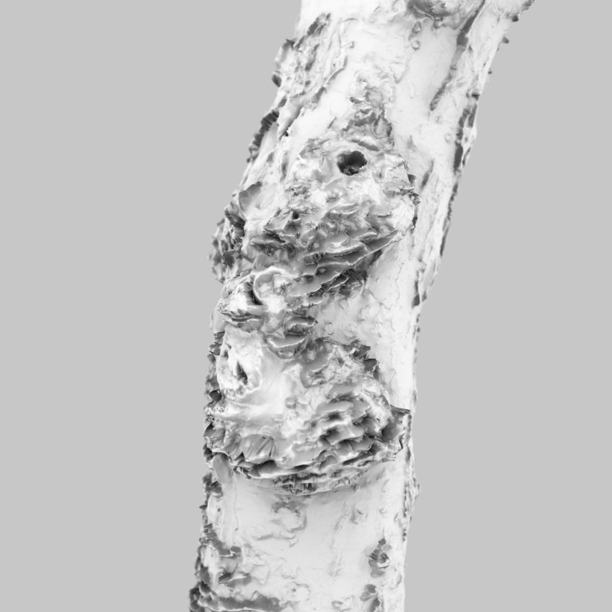 White Tree Stump Broken Low-poly 3D model_14