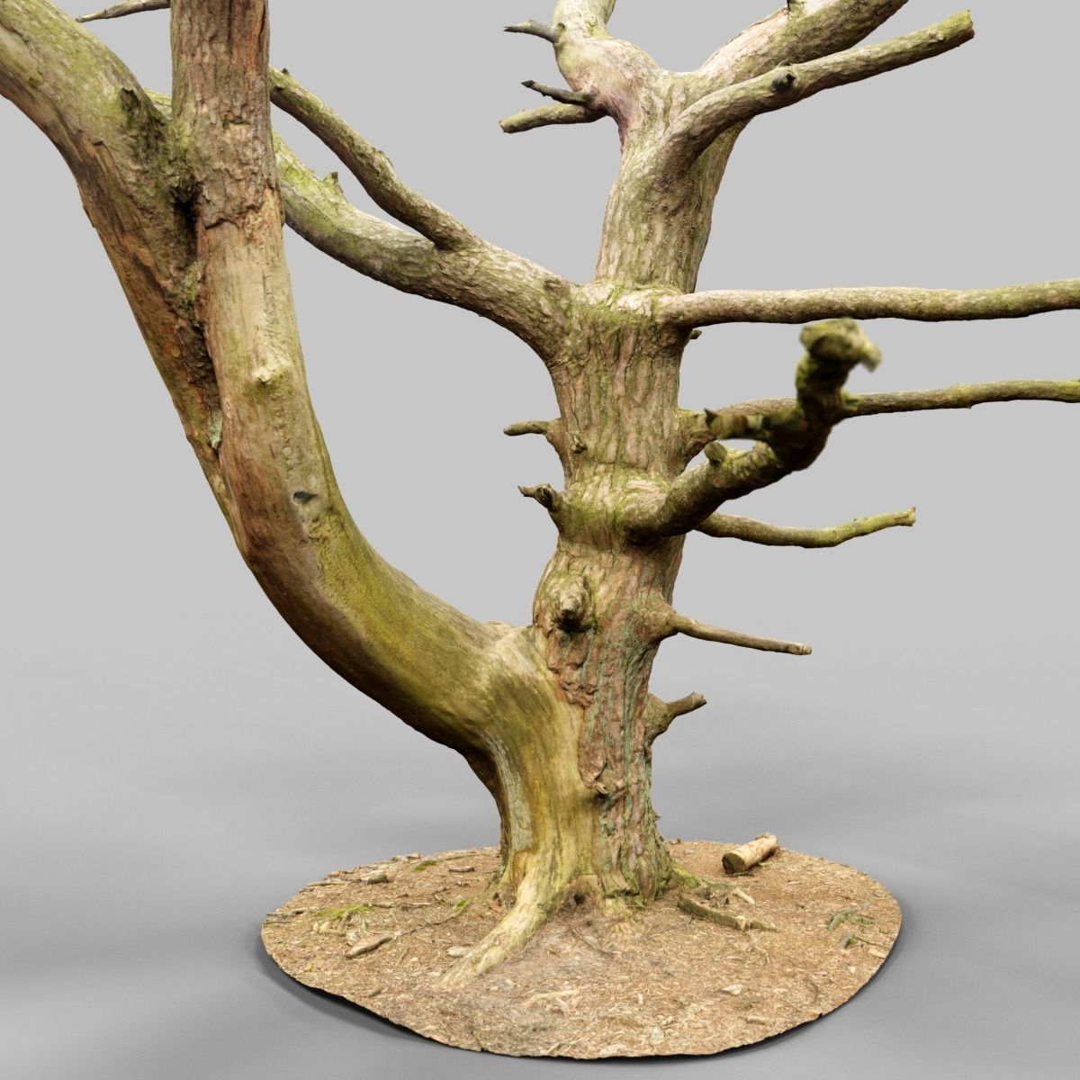 Dancing Tree Photorealistic Asset Low-poly 3D model_6