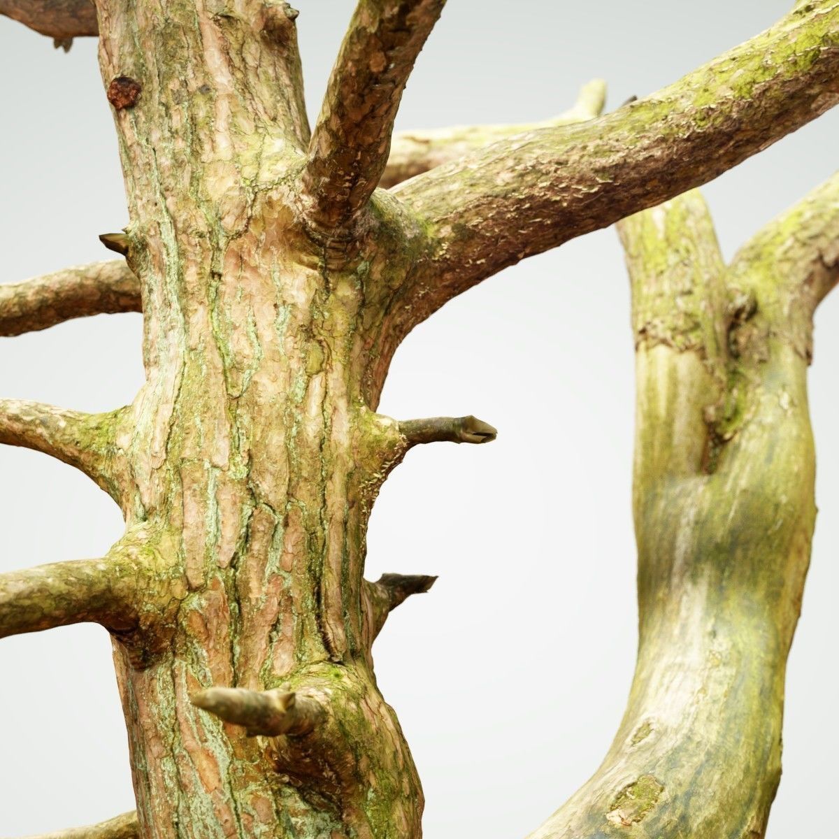 Dancing Tree Photorealistic Asset Low-poly 3D model_3