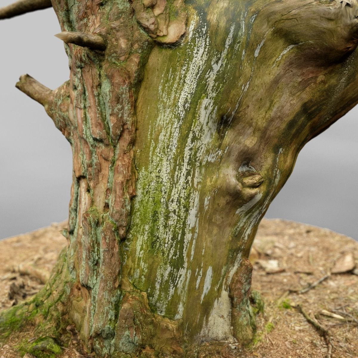 Dancing Tree Photorealistic Asset Low-poly 3D model_10