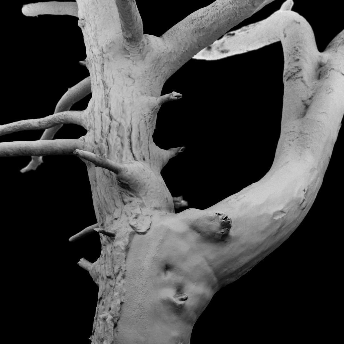 Dancing Tree Photorealistic Asset Low-poly 3D model_5