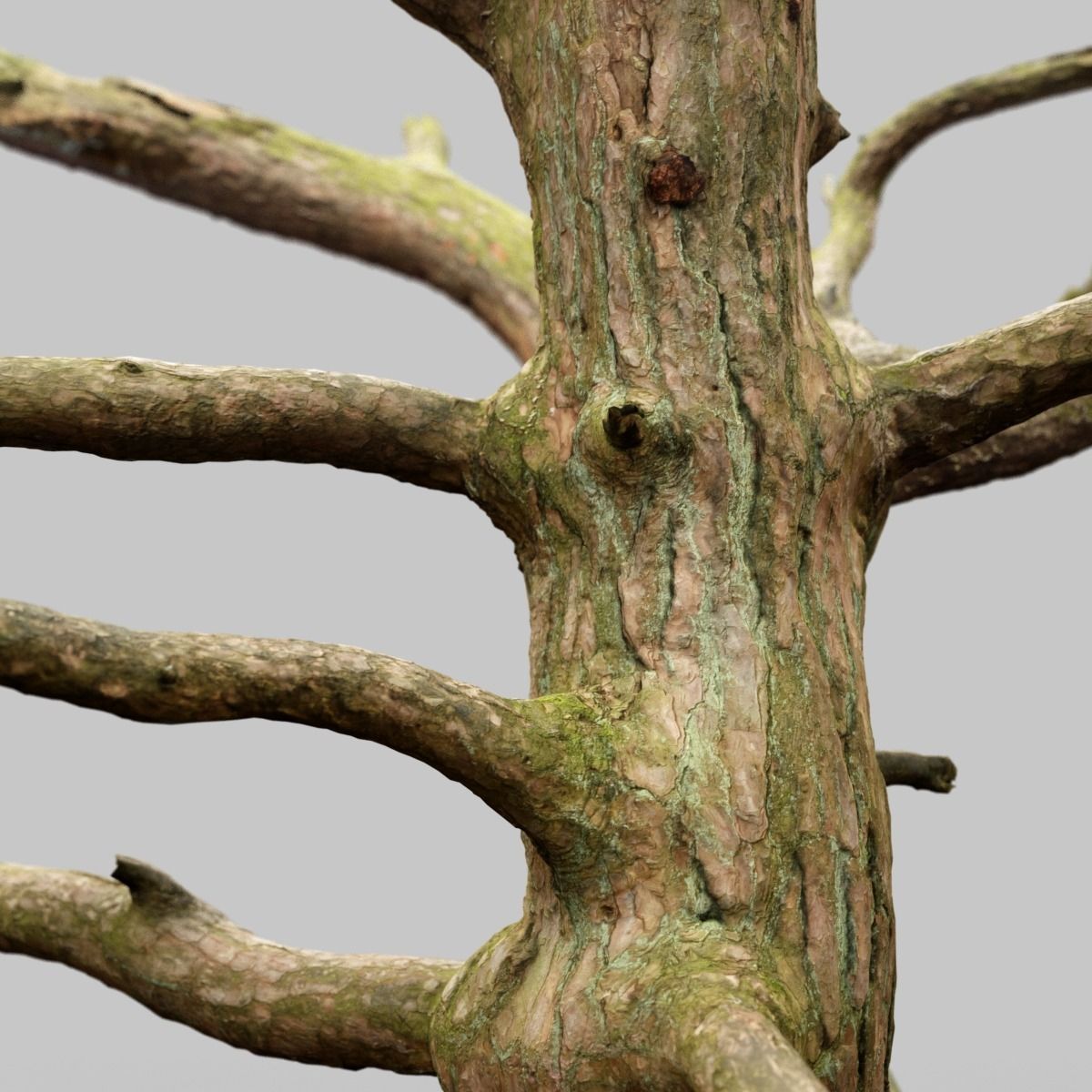 Dancing Tree Photorealistic Asset Low-poly 3D model_8