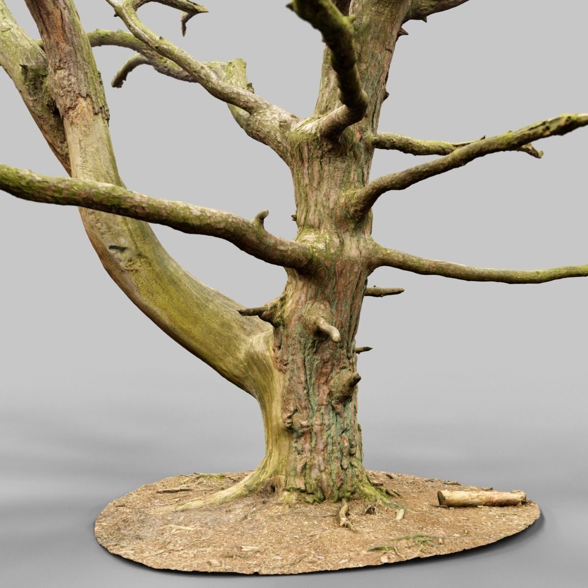 Dancing Tree Photorealistic Asset Low-poly 3D model_11