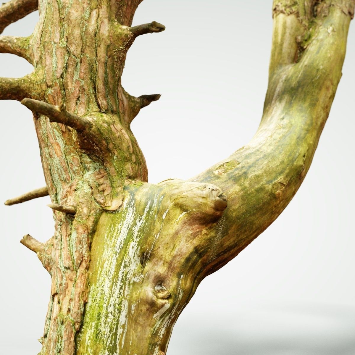 Dancing Tree Photorealistic Asset Low-poly 3D model_4