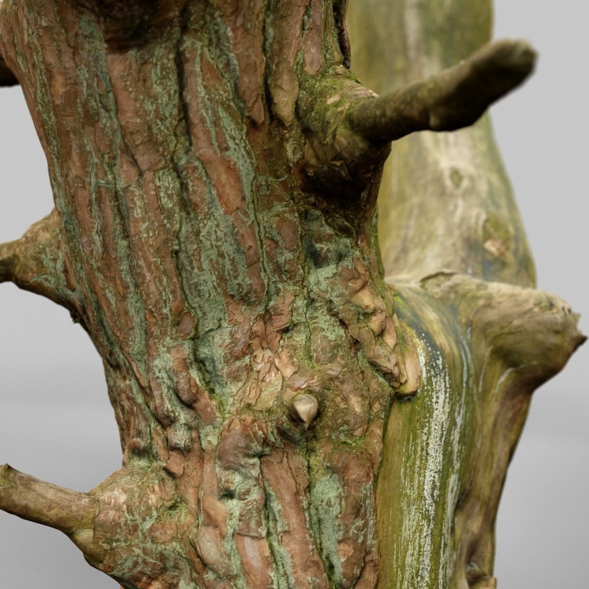 Dancing Tree Photorealistic Asset Low-poly 3D model_7