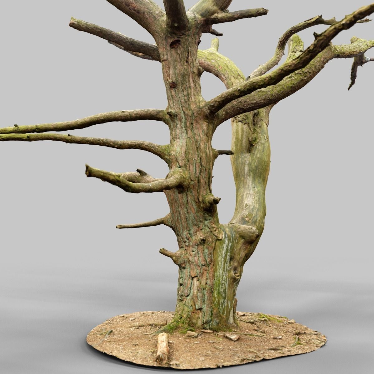 Dancing Tree Photorealistic Asset Low-poly 3D model_9