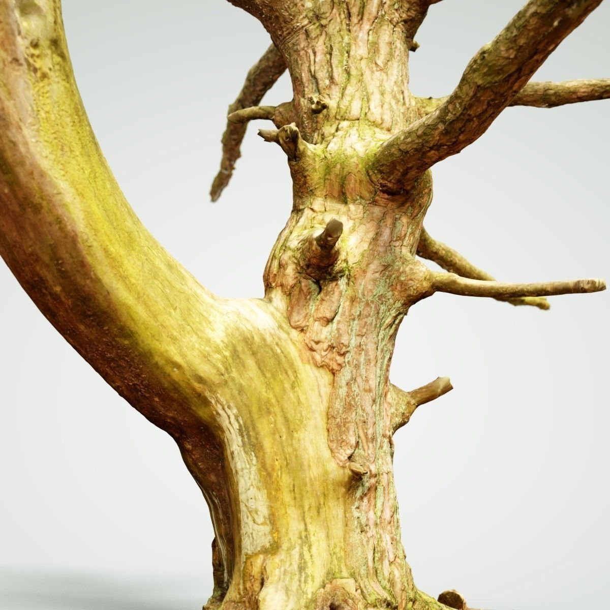 Dancing Tree Photorealistic Asset Low-poly 3D model_2