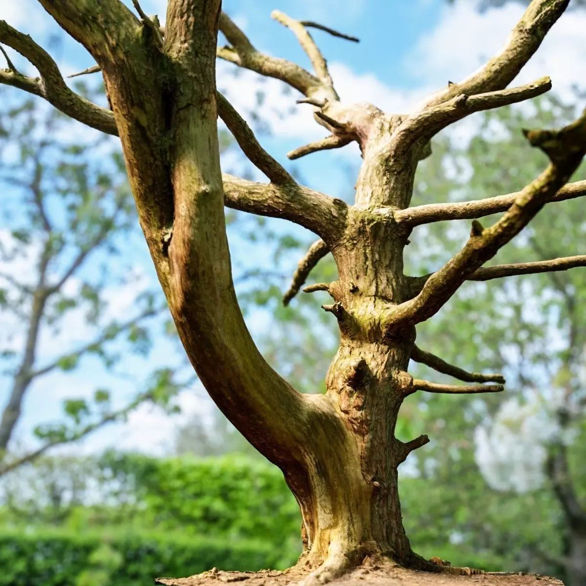 Dancing Tree Photorealistic Asset Low-poly 3D model_0