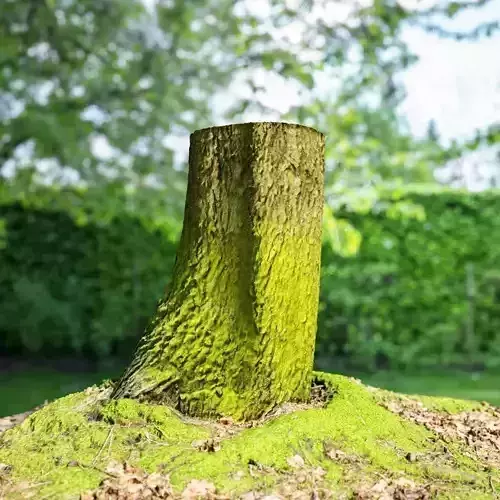 Tree roots covered in Moss