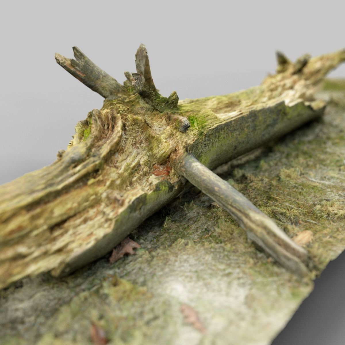 Dead tree branch on floor Low-poly 3D model_7