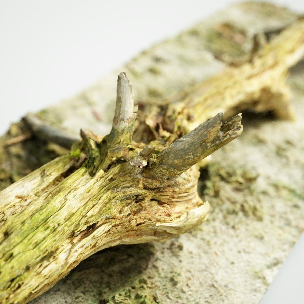 Dead tree branch on floor Low-poly 3D model_2