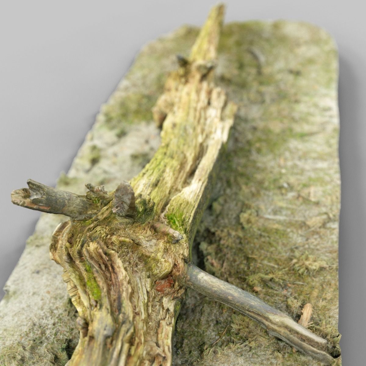 Dead tree branch on floor Low-poly 3D model_6