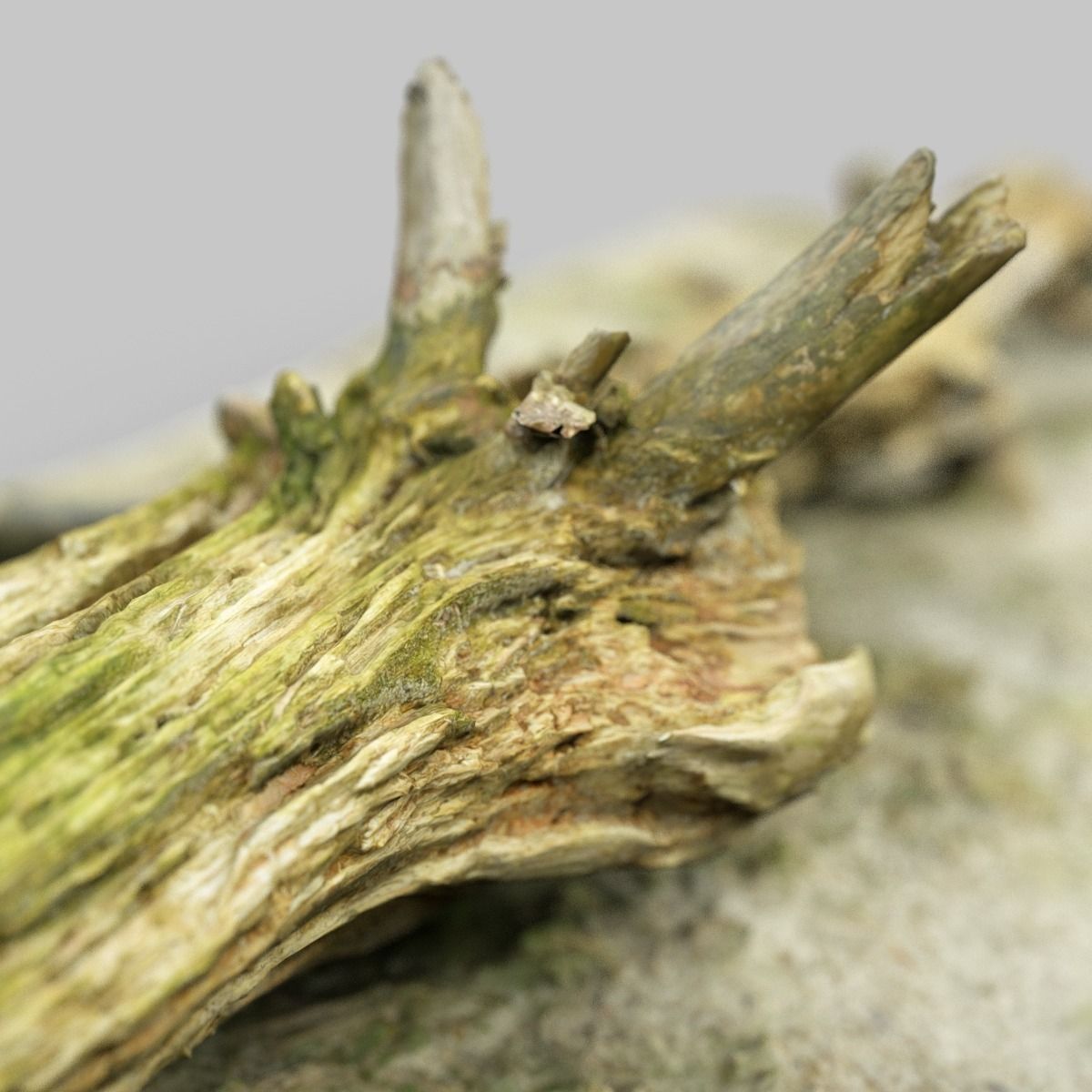 Dead tree branch on floor Low-poly 3D model_11