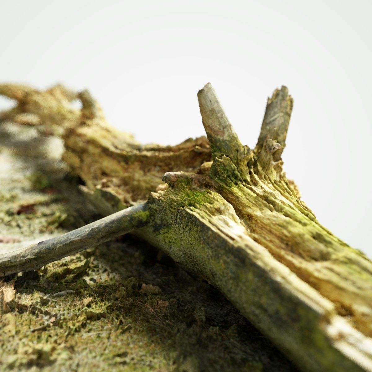 Dead tree branch on floor Low-poly 3D model_1