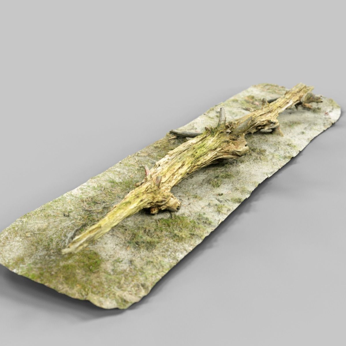 Dead tree branch on floor Low-poly 3D model_12
