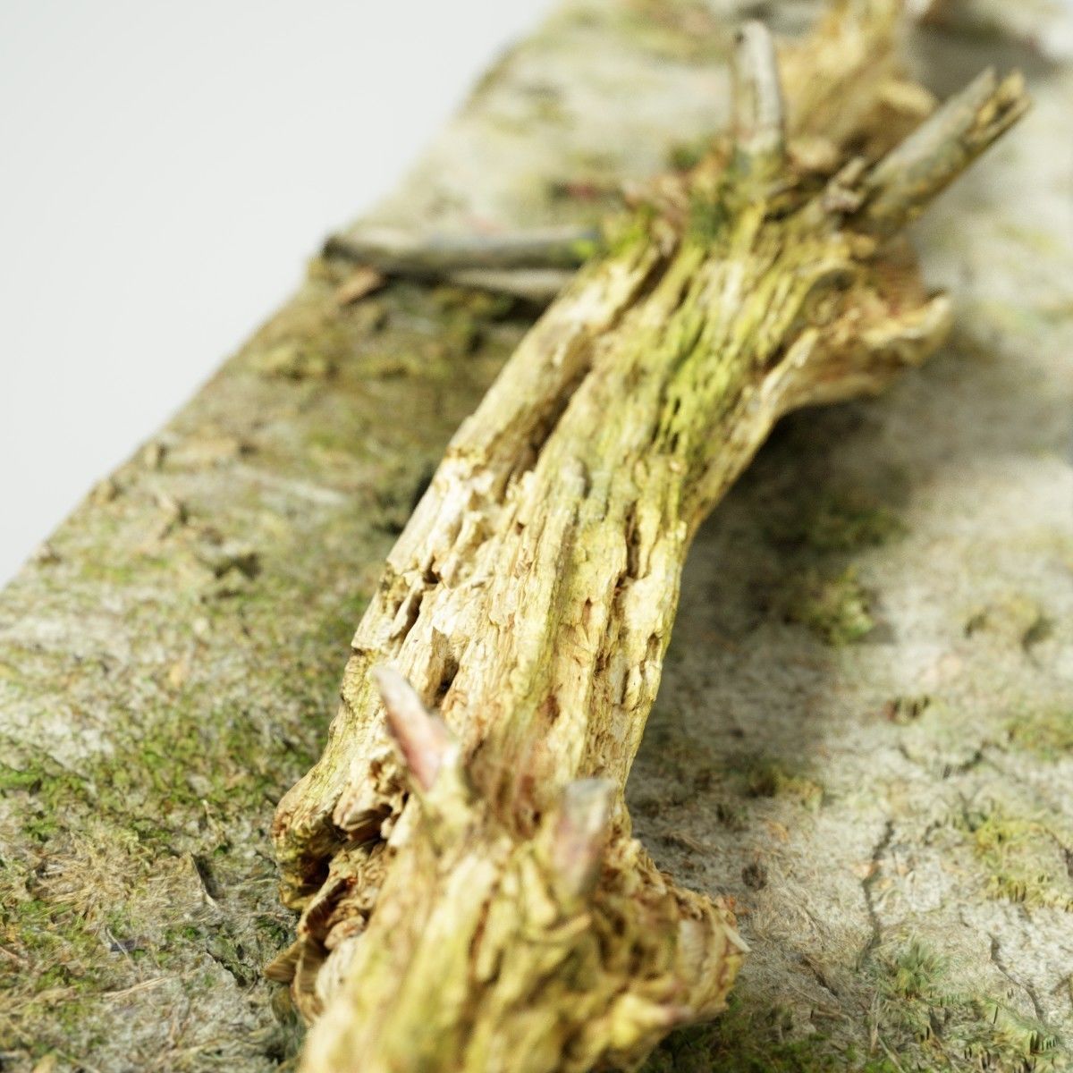 Dead tree branch on floor Low-poly 3D model_3