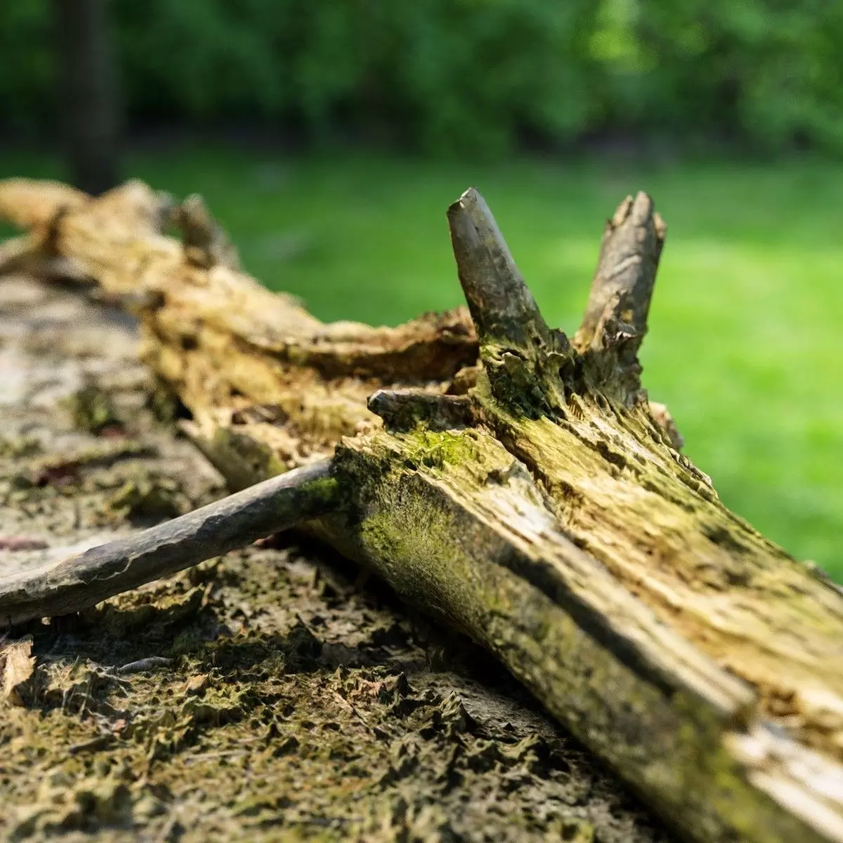 Dead tree branch on floor Low-poly 3D model_0