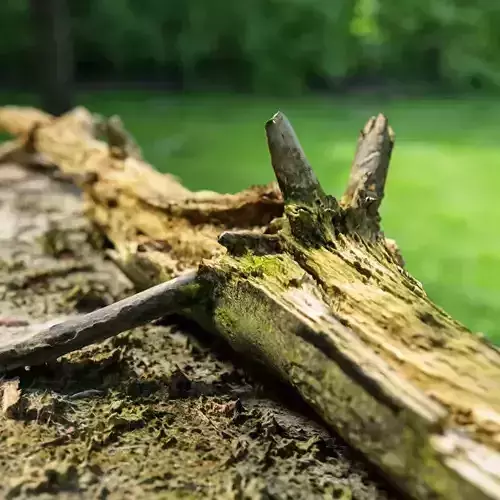 Dead tree branch on floor Low-poly 3D model