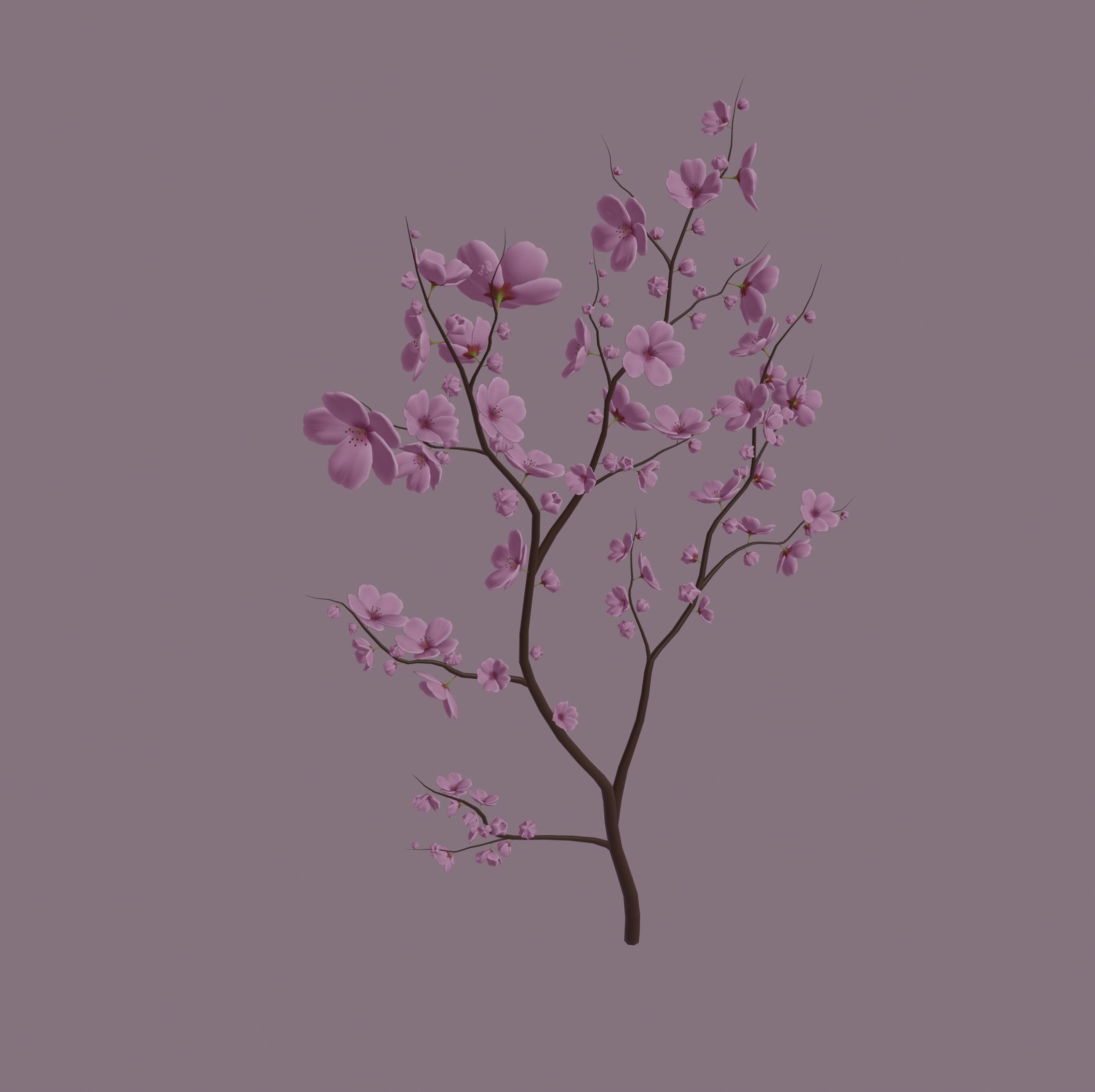 Cherry Blossom 3D model_1