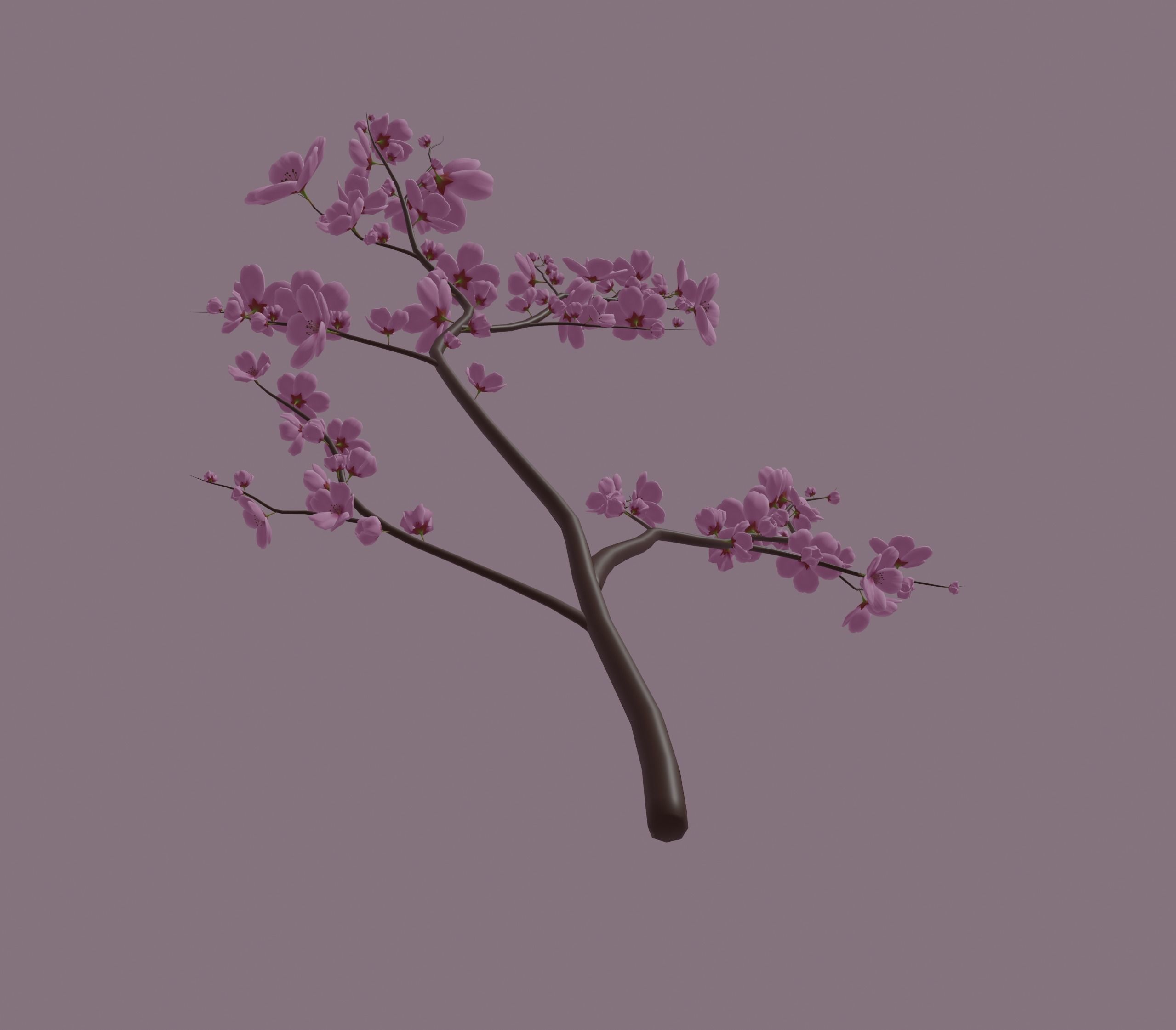 Cherry Blossom 3D model_9