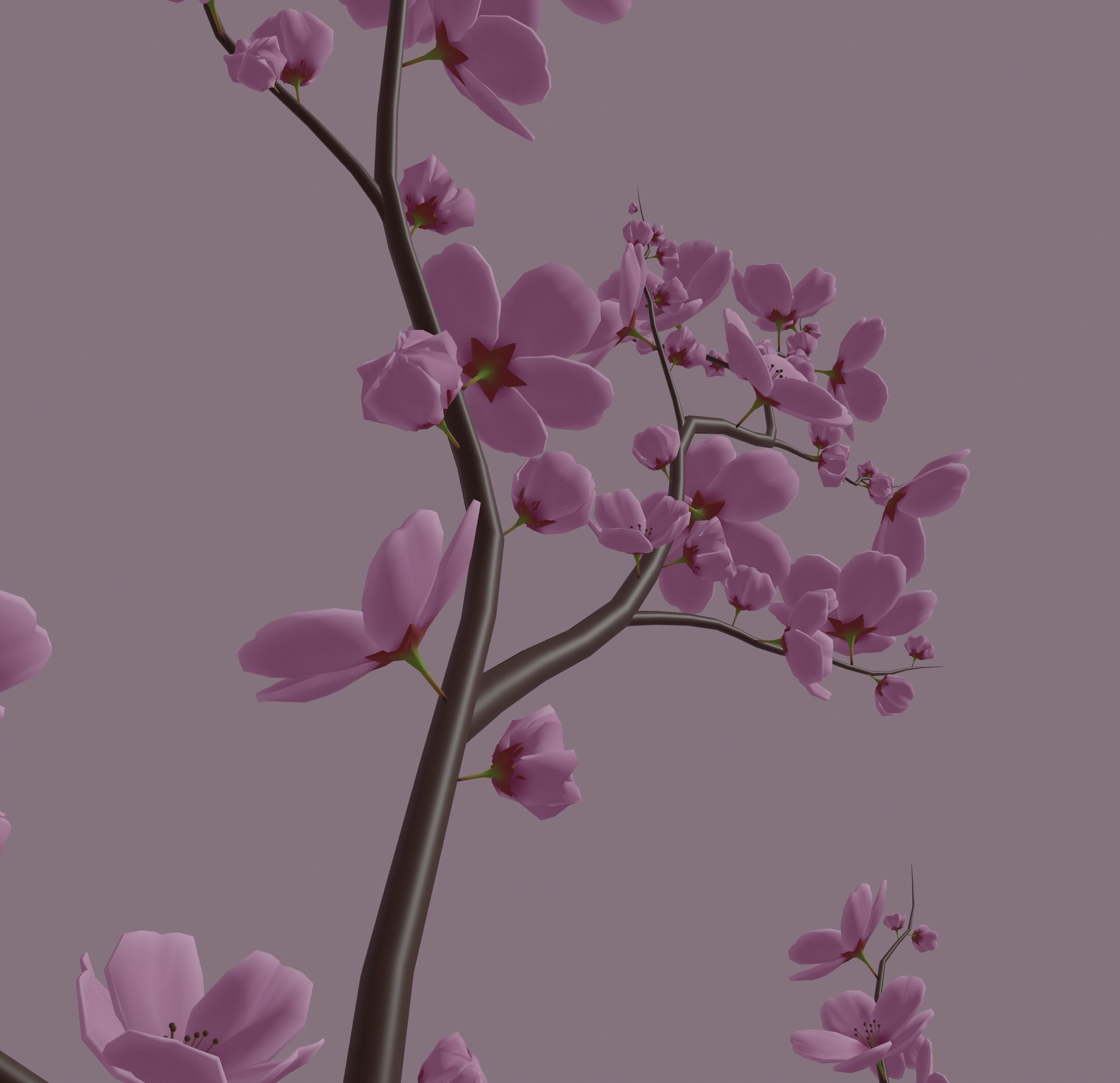 Cherry Blossom 3D model_8