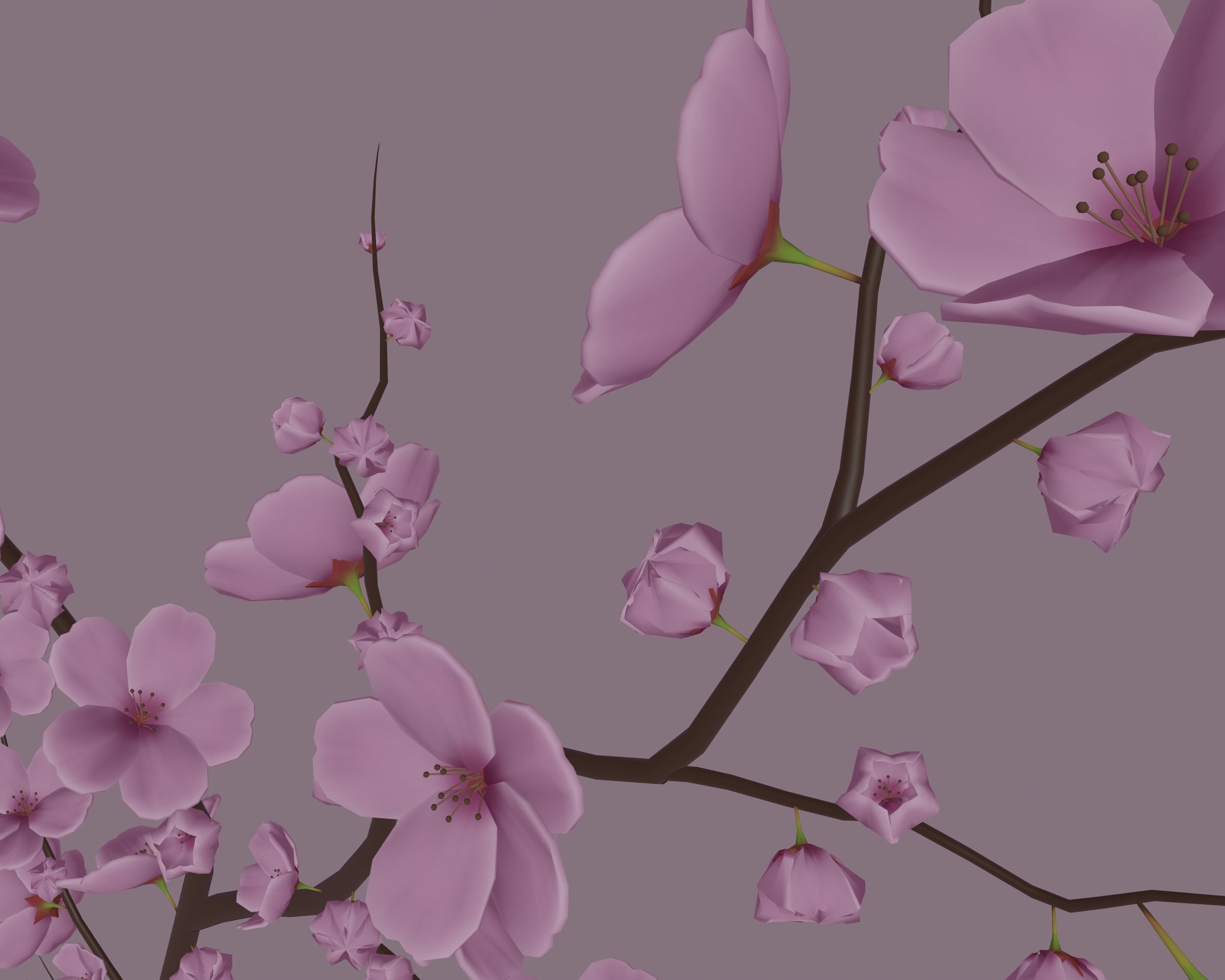 Cherry Blossom 3D model_7