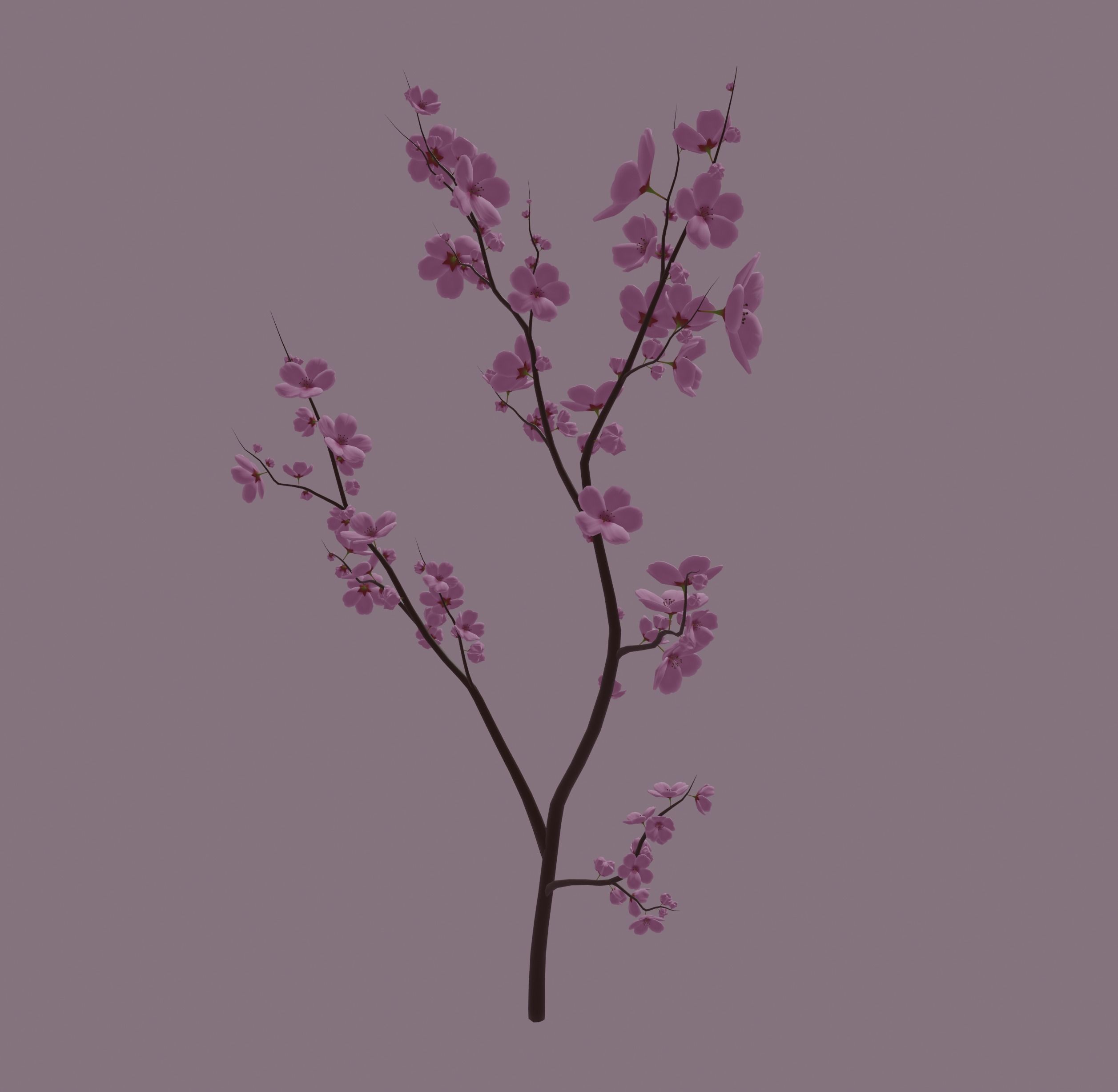Cherry Blossom 3D model_2