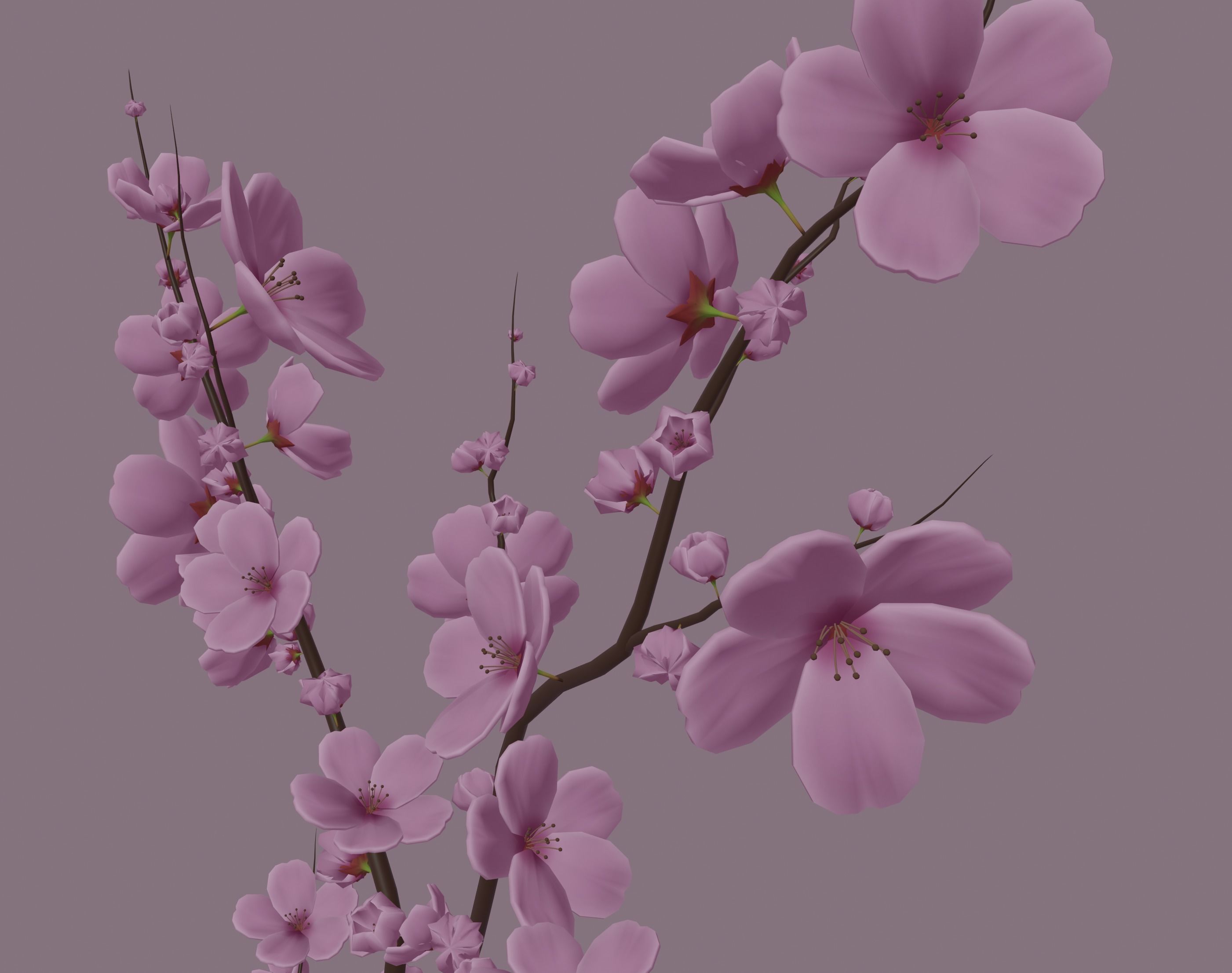 Cherry Blossom 3D model_6