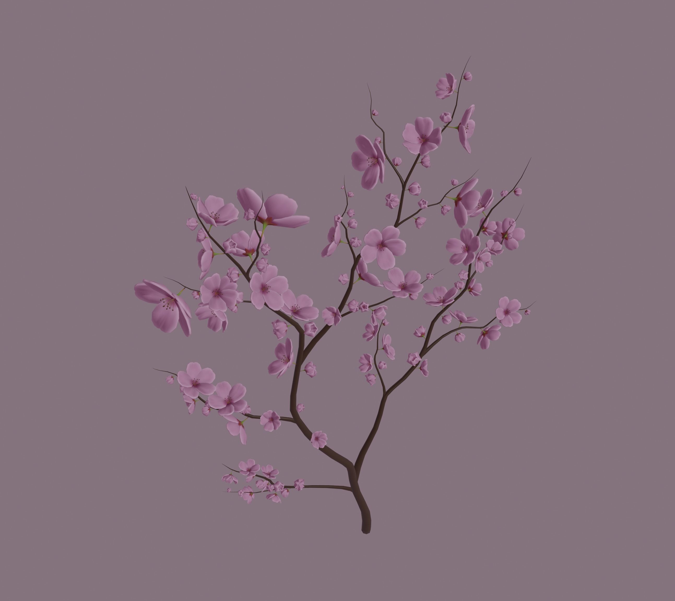 Cherry Blossom 3D model_10
