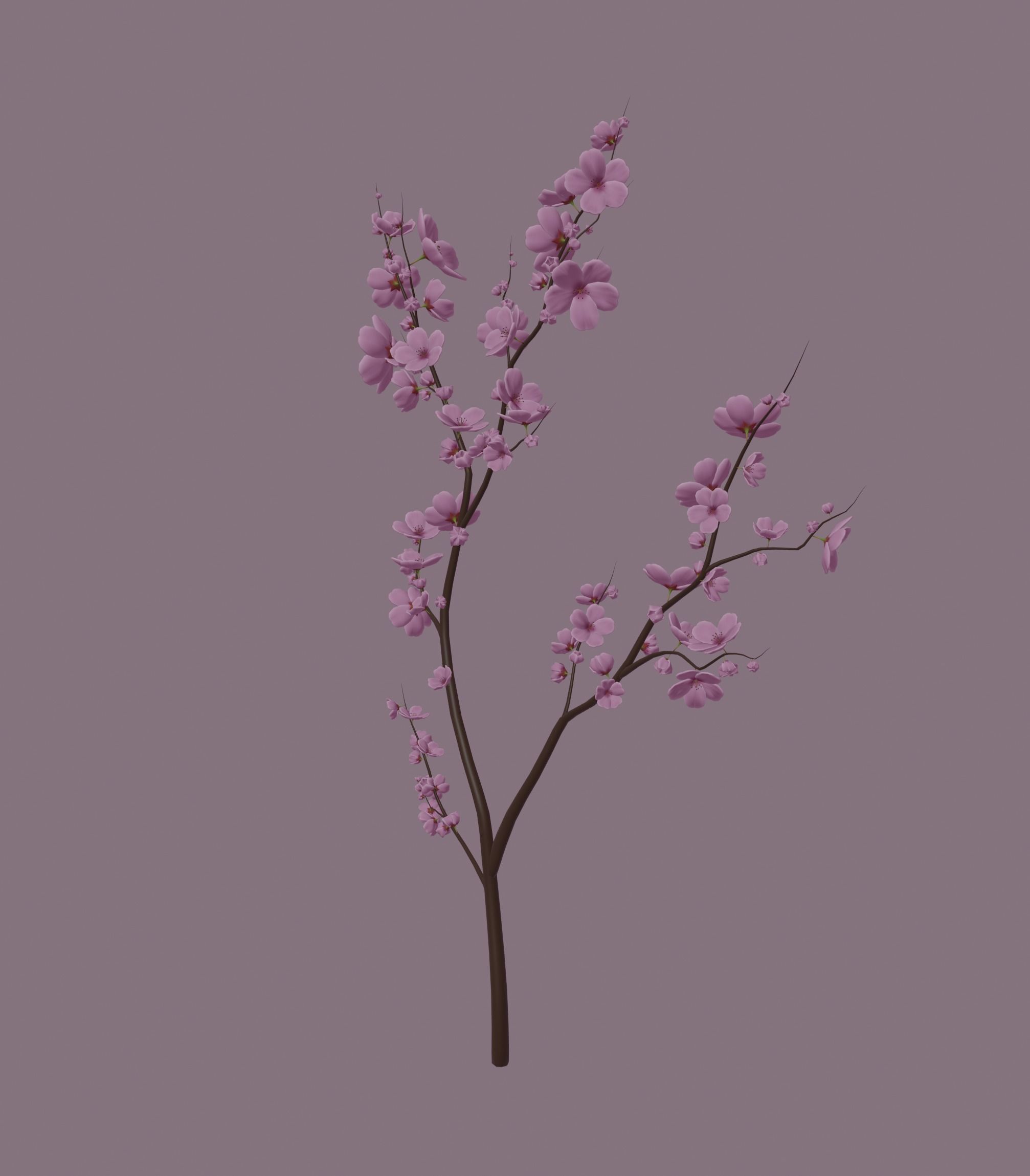 Cherry Blossom 3D model_3