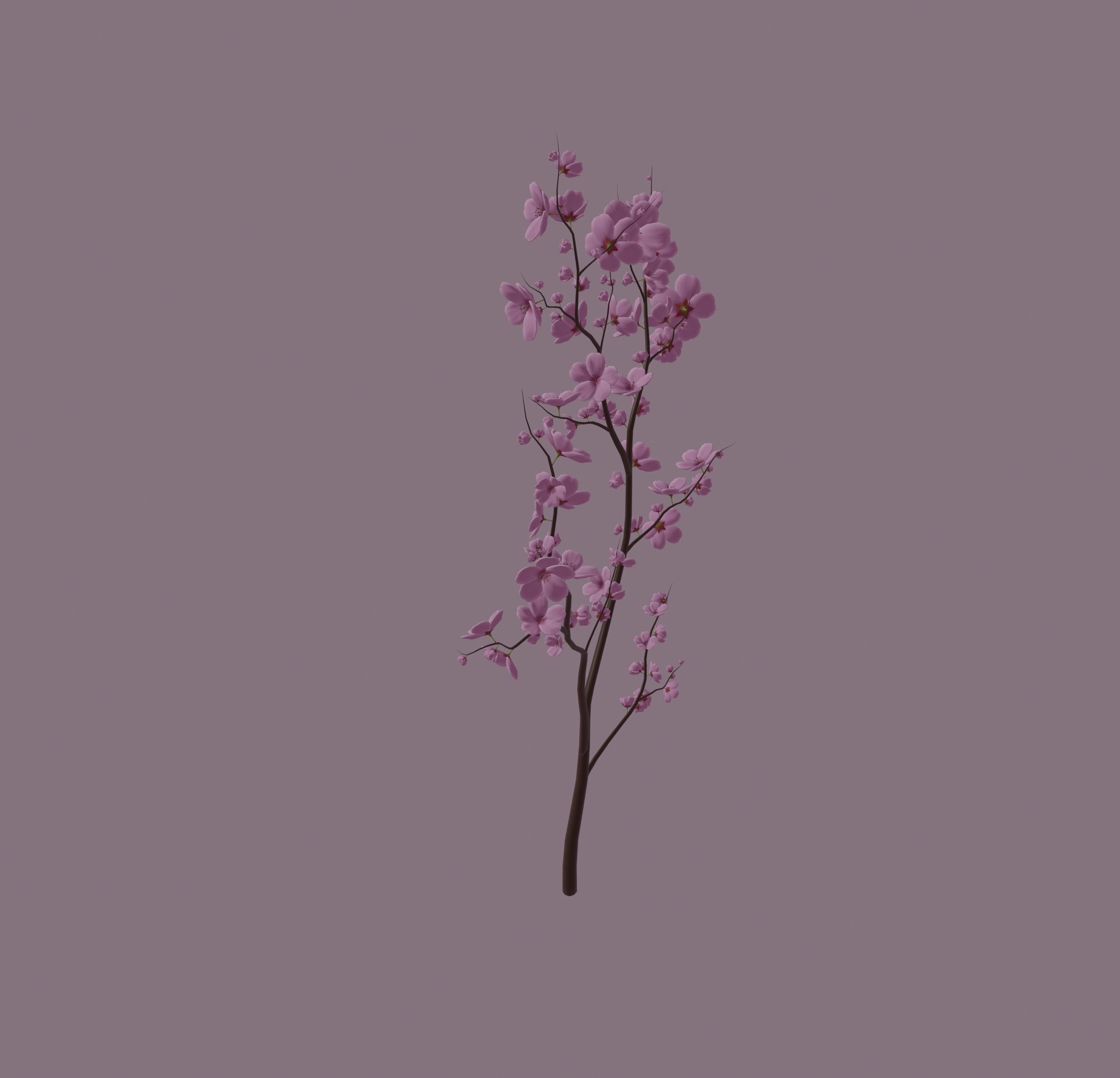 Cherry Blossom 3D model_4