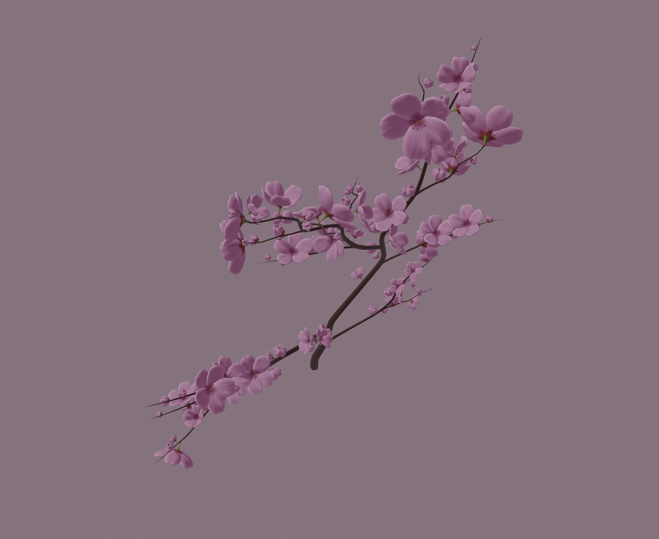 Cherry Blossom 3D model_5
