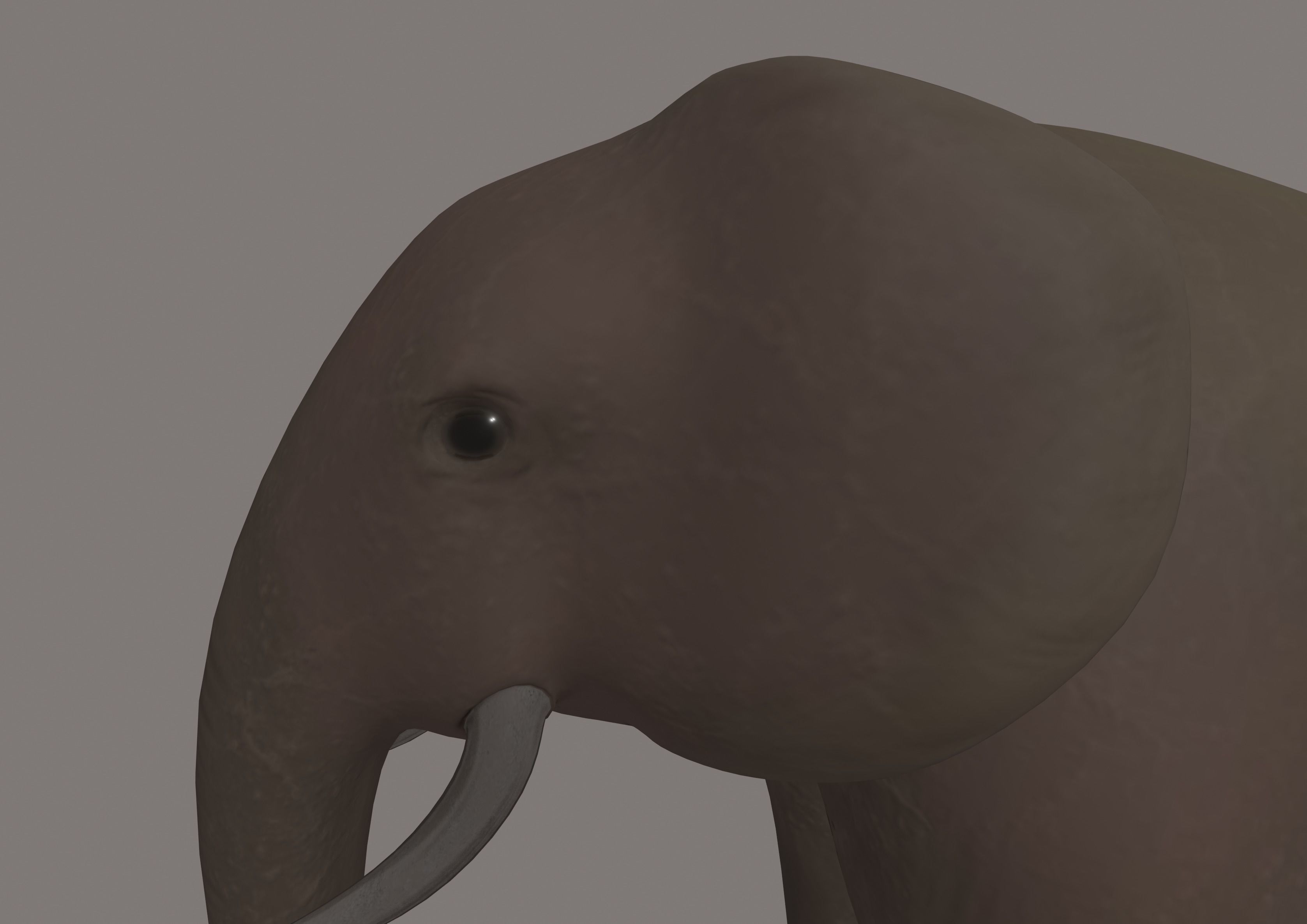 Elephant 3D model_7