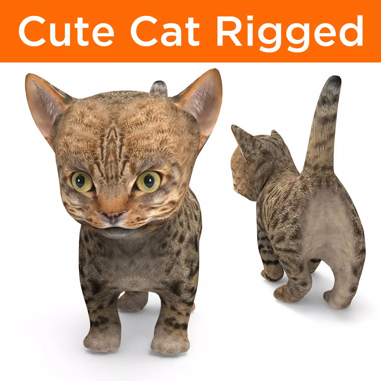 Wild  Cute cartoon Cat Rigged 3D  Low-poly 3D model_0