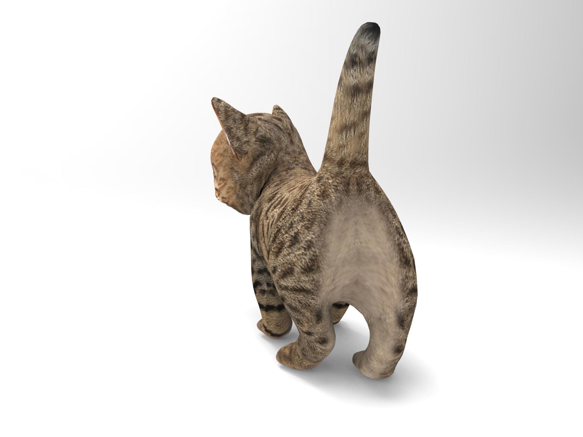Wild  Cute cartoon Cat Rigged 3D  Low-poly 3D model_7